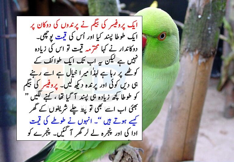 Begum's Enchanting Tale: Professor and the Talking Parrot